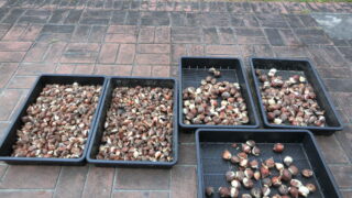 チューリップの球根を植えました