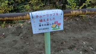 チューリップの花壇に札を付けました