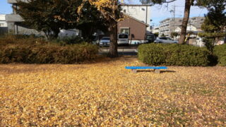イチョウの紅葉のじゅうたん