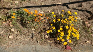 まだ咲いてる花たち