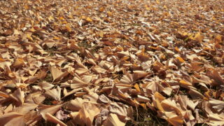 イチョウの落ち葉を掃除しました