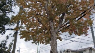 トウカエデの紅葉