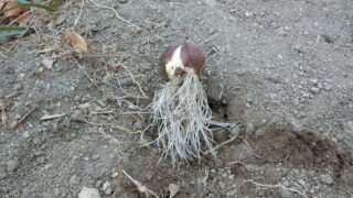 飛び出たチューリップの球根