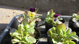 パンジーを植えました