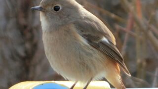 ジョウビタキのメス