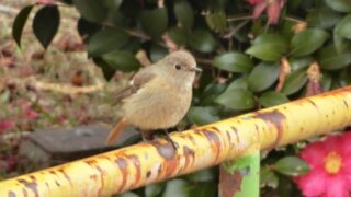 またジョウビタキのメス