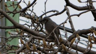 ハクモクレンとヒヨドリ