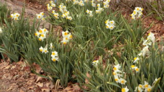 フサザキスイセン