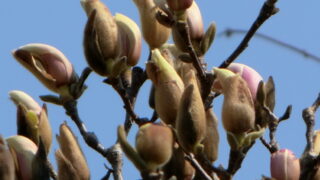 ハクモクレンの開花状況