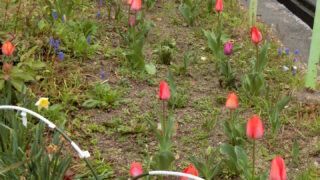 チューリップの開花状況