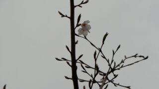 初めて桜が開花しました