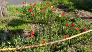 赤以外のチューリップも咲き始めました