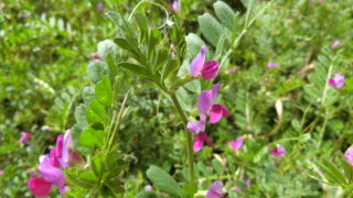 カラスノエンドウ