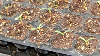 マリーゴールドの芽が出始めました