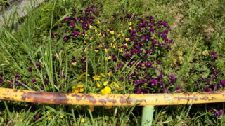 まだパンジーが咲いています