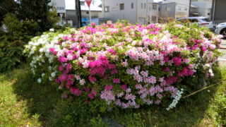 サツキが満開です