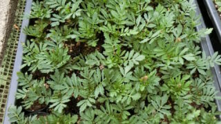 フレンチマリーゴールドの苗が順調に育っています