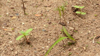 ヒマワリの芽が出てきました
