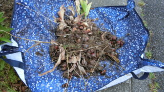 南側のチューリップの球根を掘り上げました