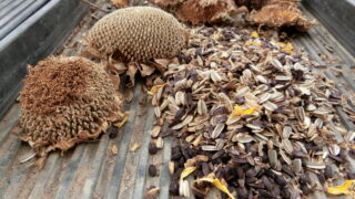 追加でヒマワリの種を蒔きました