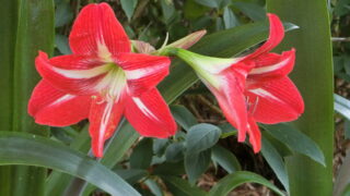 アマリリスが咲いてます