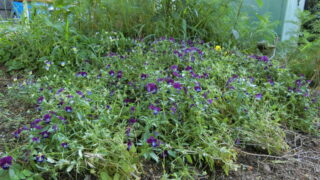 タフなパンジー