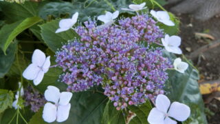 甘茶という名のアジサイ