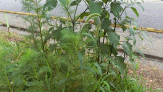 イヌホウズキの名前の由来