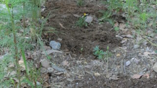 再度、マリーゴールドを植えました