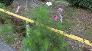 早咲きのコスモス