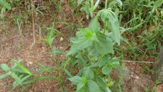 こぼれ種でのジニア