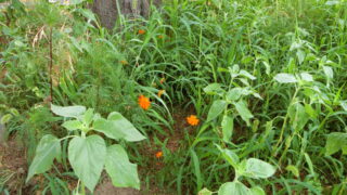 こぼれ種でのキバナコスモス