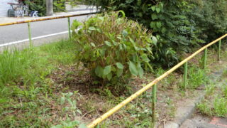 業者による剪定