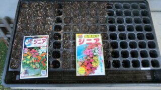 追加でジニアの種を購入