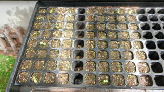 ジニアの芽が出てきました