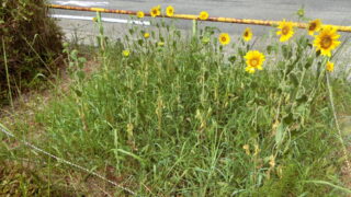 ヒマワリの花が咲きました