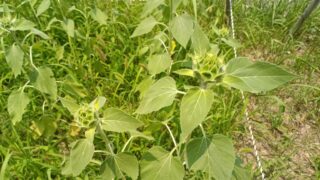 ヒマワリにつぼみがつきました