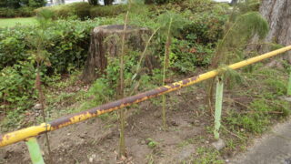 コスモスを移植しました