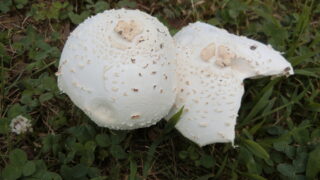 オオシロカラカサダケ？(毒キノコ)