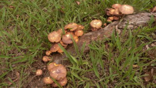 茶色いナゾキノコ