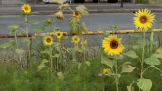 １０月のヒマワリとコスモス