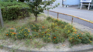 明日の定期清掃は雨天決行です。