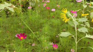 １０月のヒマワリとコスモスその２