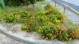 フレンチマリーゴールドが満開です