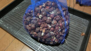 チューリップの小球根植えは21日(日)に延期です