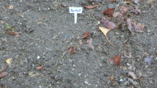 チューリップの小球根を植えました