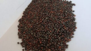 菜の花の種を蒔きました