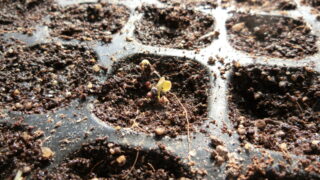 菜の花の芽が出始めました