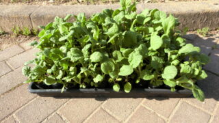 菜の花の苗を植えました